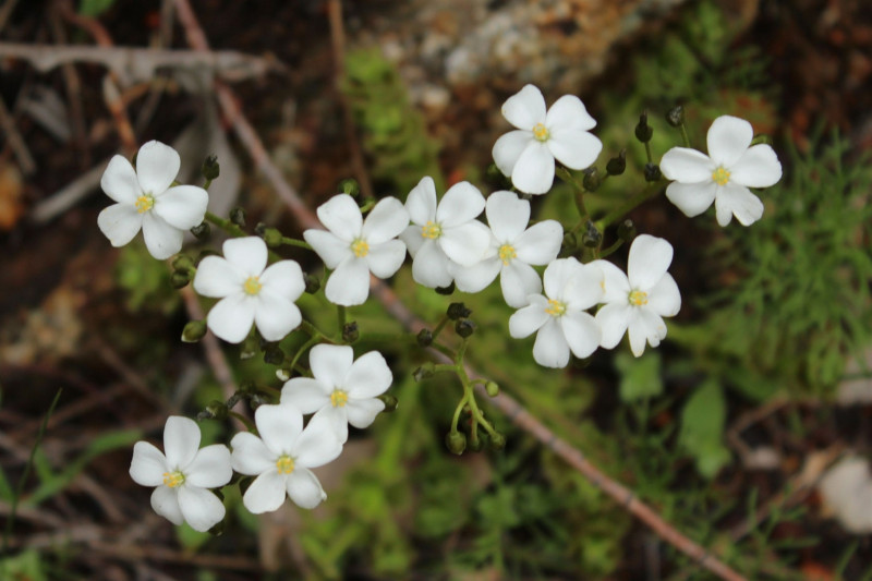 Serpentine National Park wildflowers