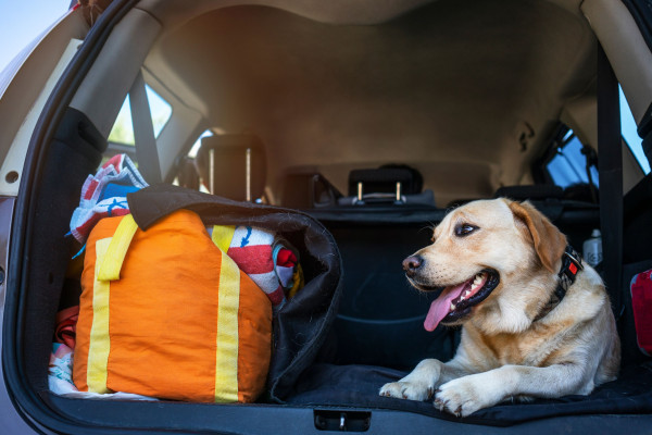 Dog going on a road trip to busselton
