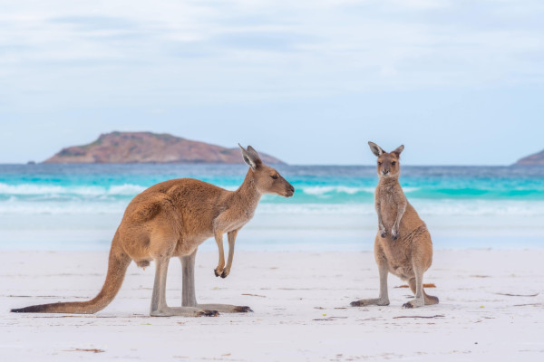 Kangaroos on Lucky Bay in Esperance