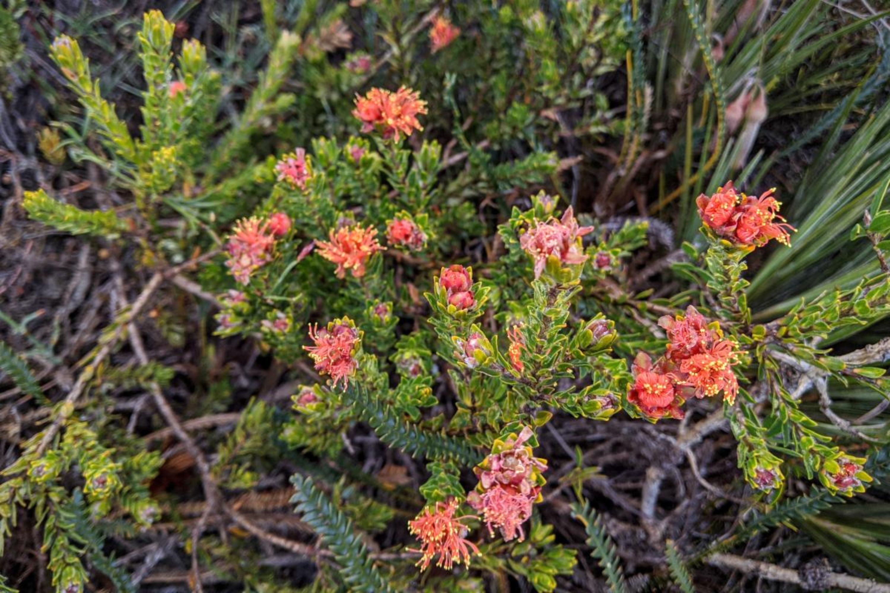 An image of wildflowers at Lesueur National Park
