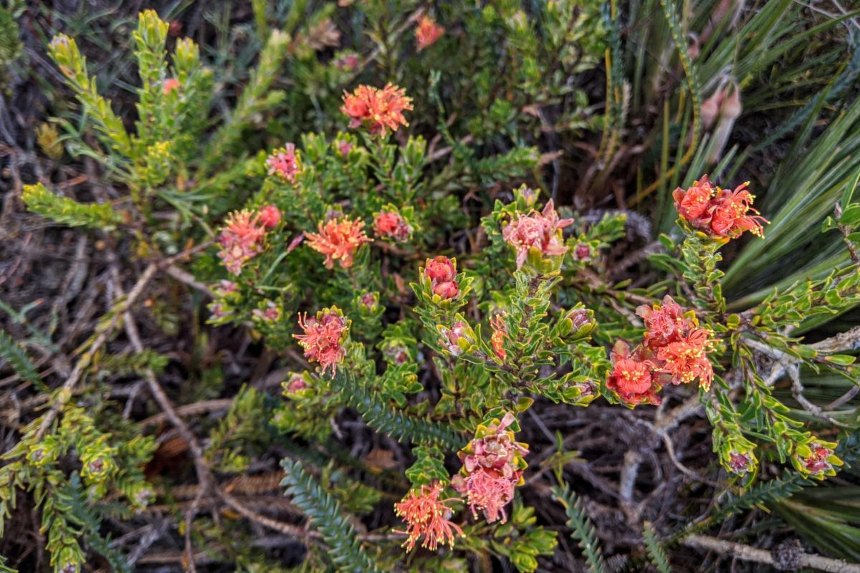 An image of wildflowers at Lesueur National Park 