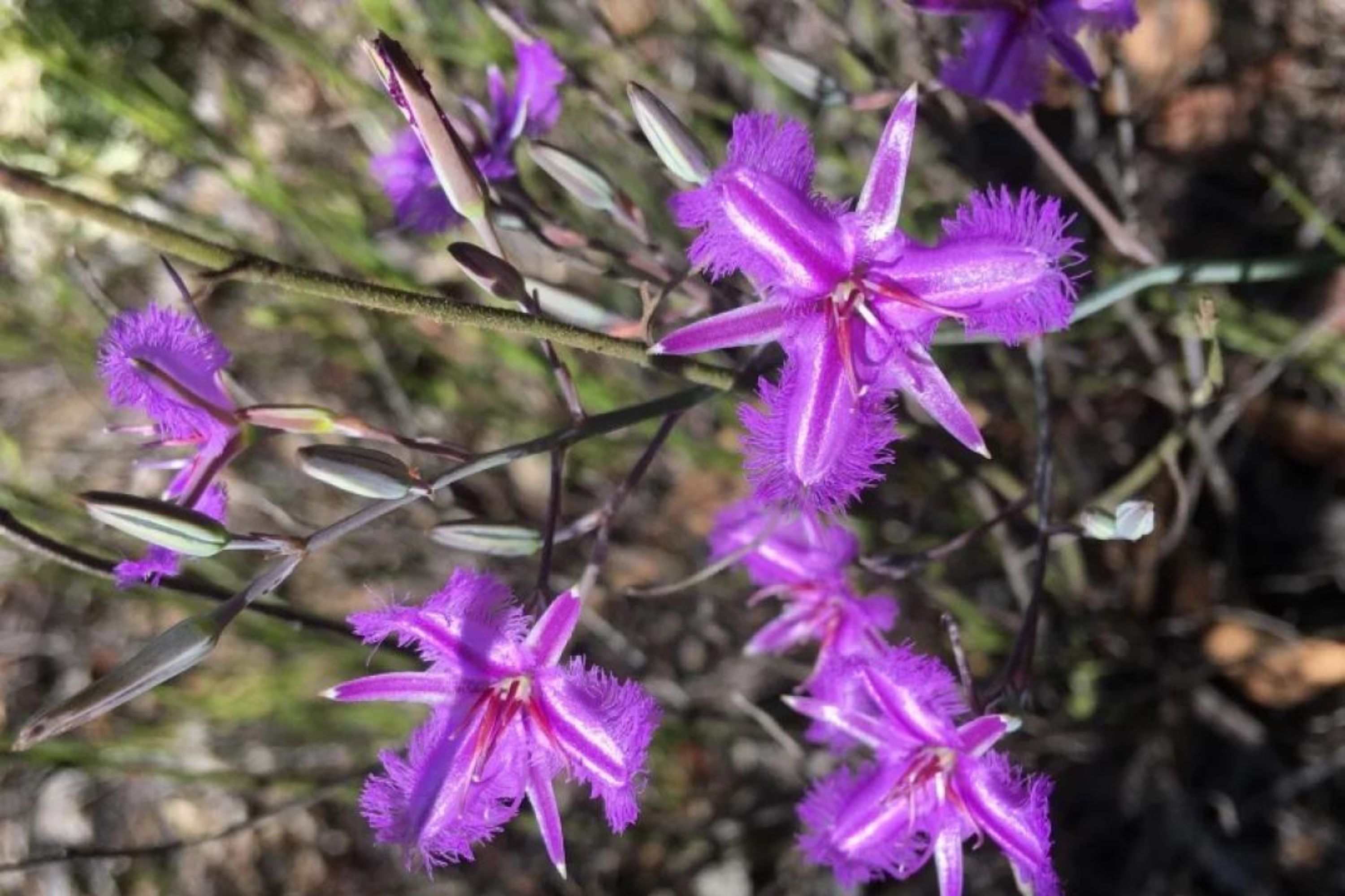 Wildflowers on Toodyay floral roads 