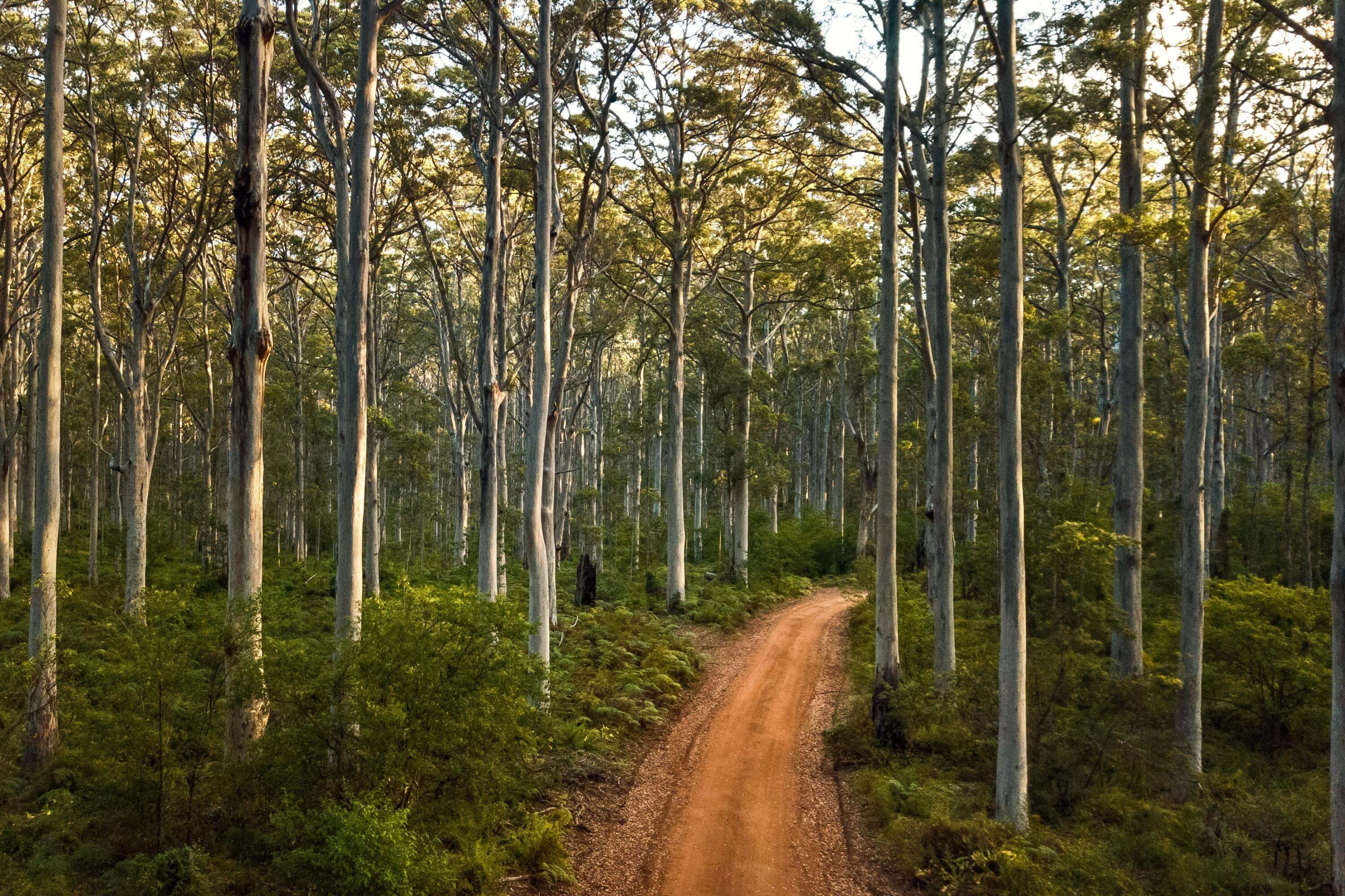 Boranup Forest Margaret River