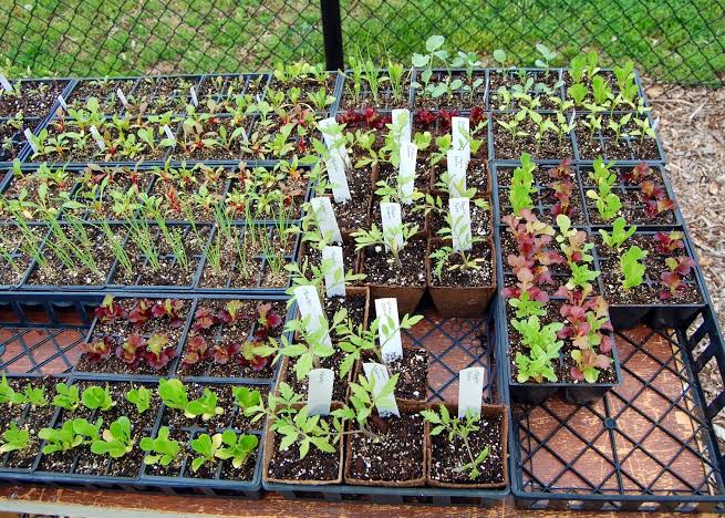 Dog-friendly busselton community garden