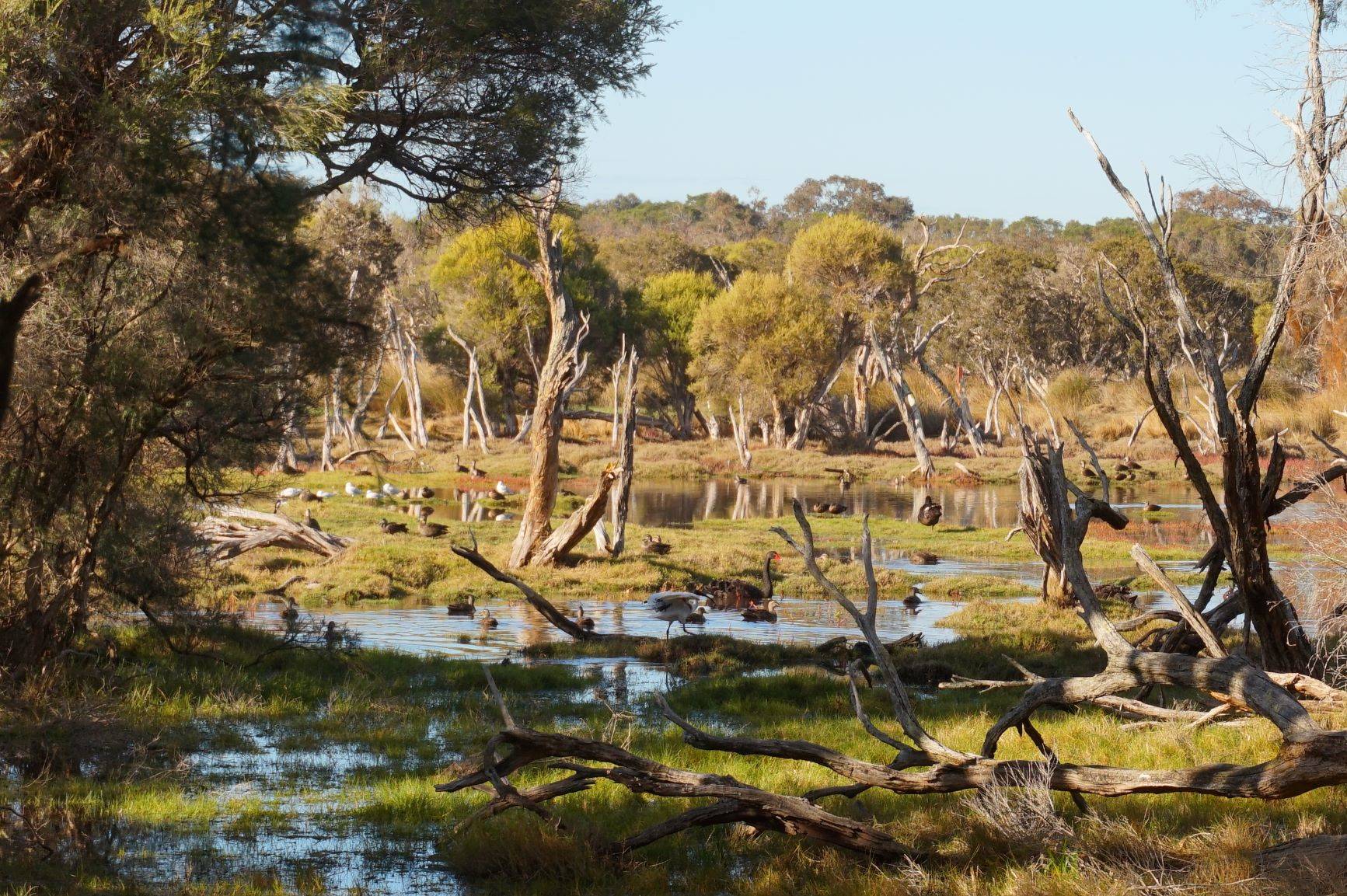 Vasse-Wonnerup Wetlands is dog friendly