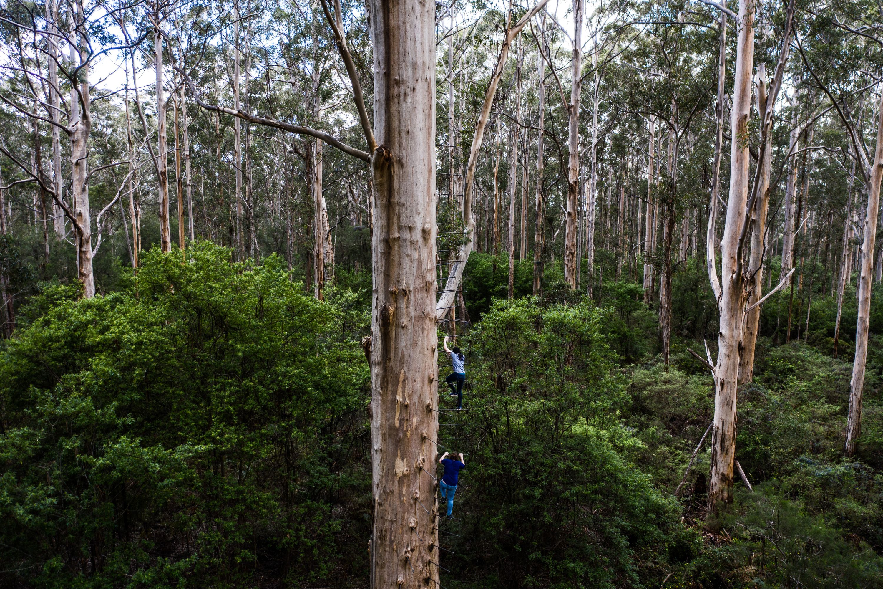 Gloucester Tree in Pemberton