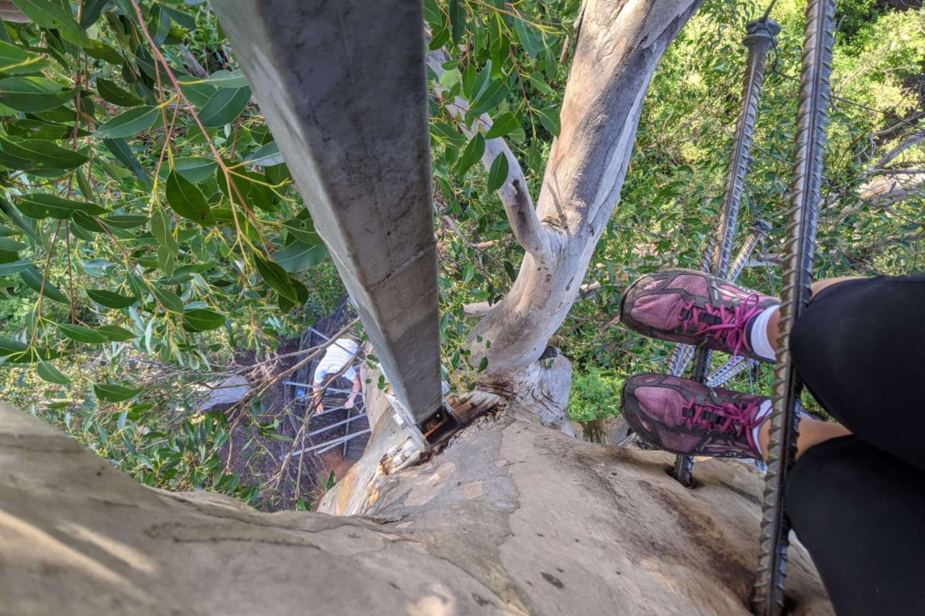 Dave Evans Bicentennial Tree in Pemberton