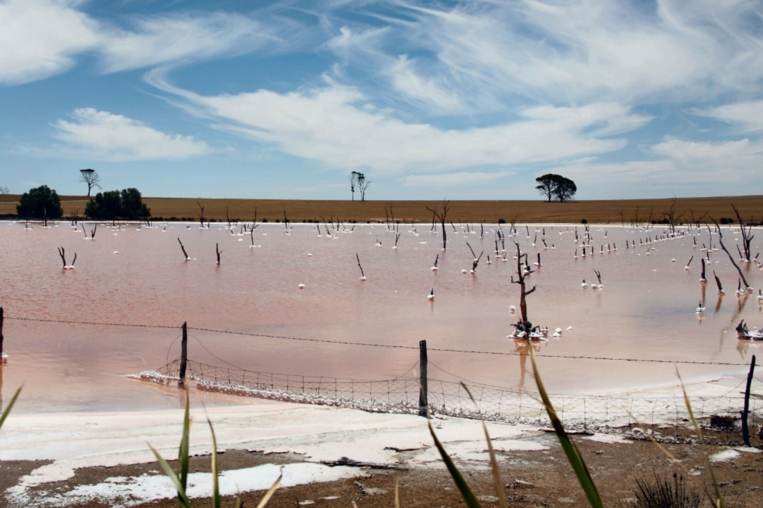 Quairading Pink Lake – Pink Lake in Quairading