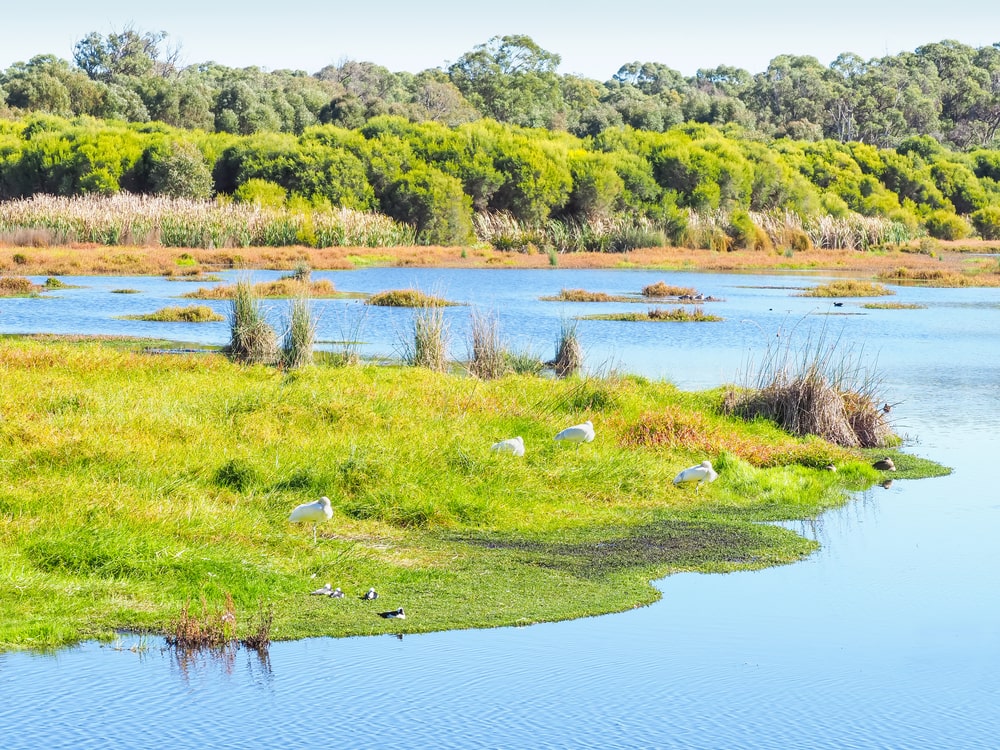 Yanchep national park 