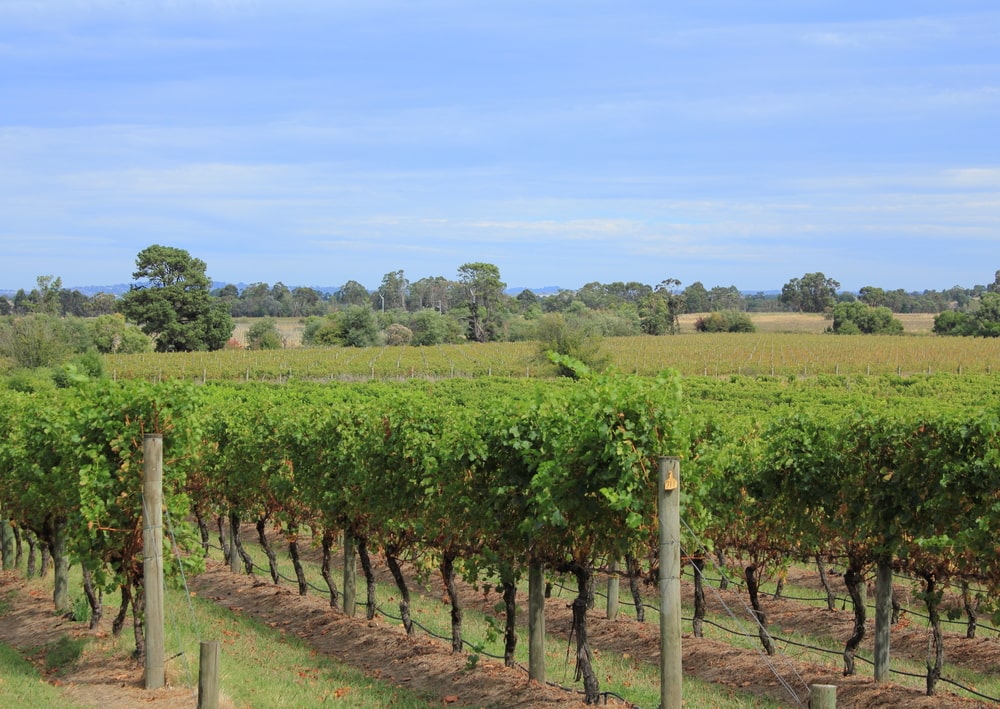 margaret river vineyards 