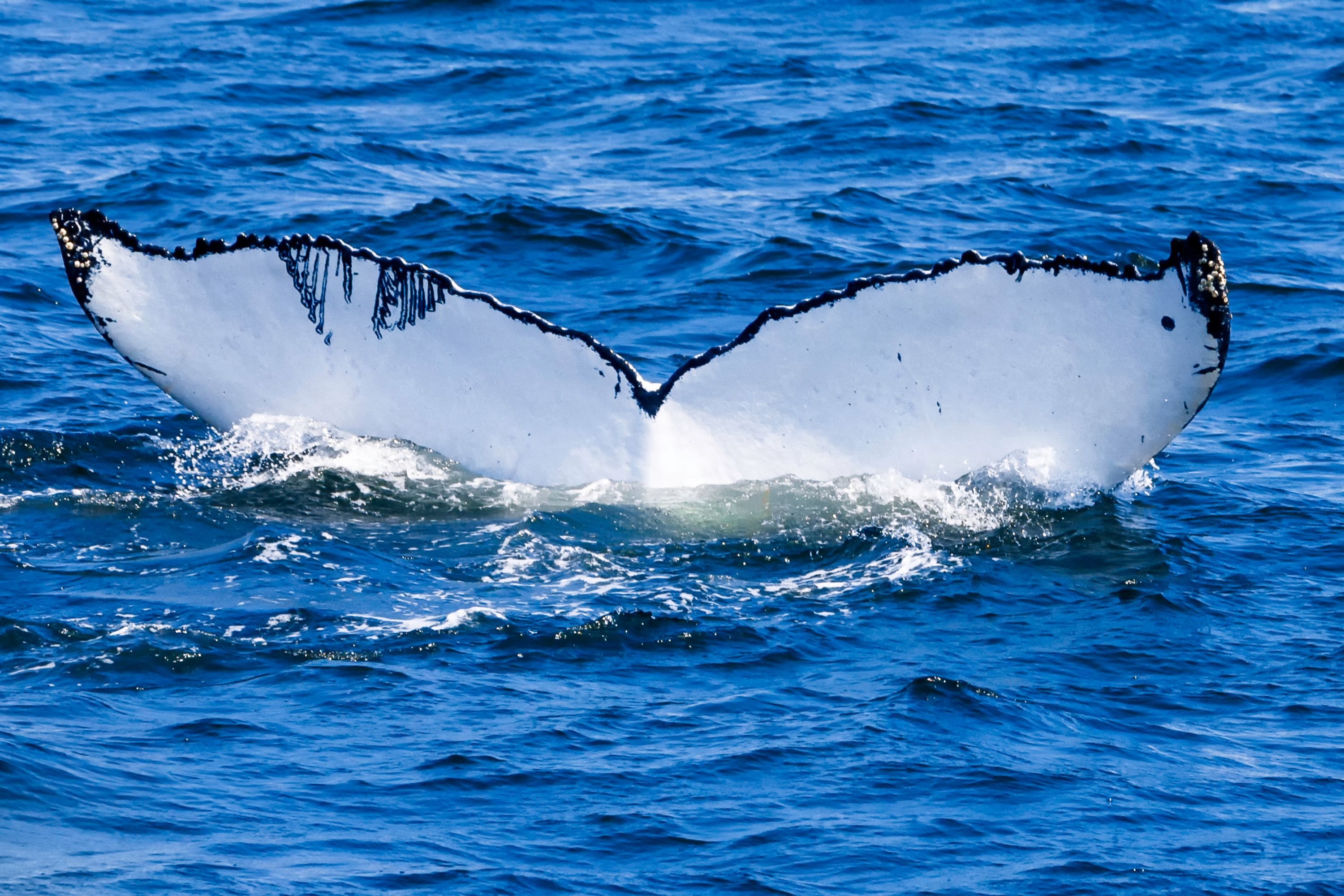 Whale Watching in Albany 